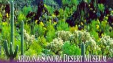 AZ_Desert_Museum.jpg